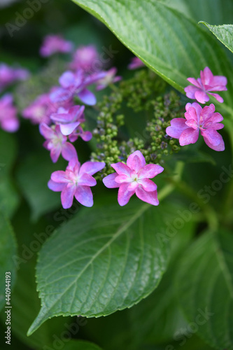 Wallpaper Mural 紫陽花の花 Torontodigital.ca
