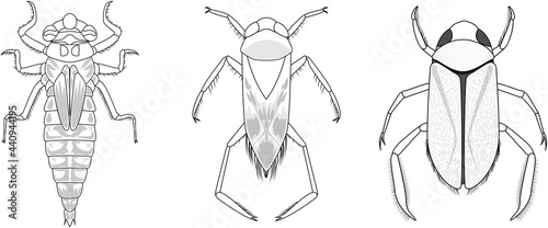 Set of different types of bugs and beetles photo