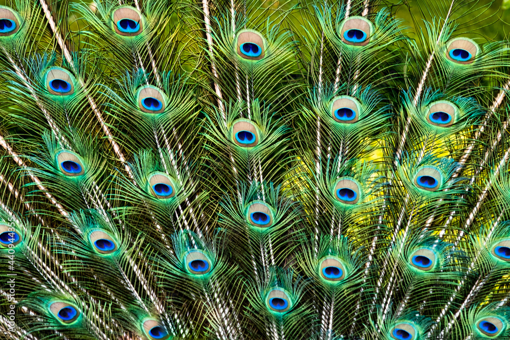 Obraz premium Peacock Feathers