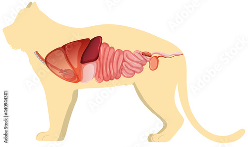 Cat anatomy with internal organ structure
