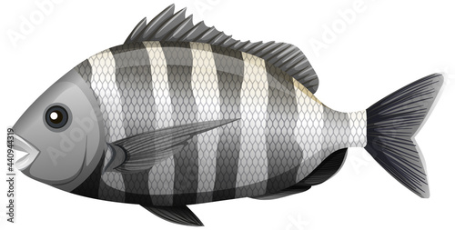 Canvas Print Sheepshead fish in cartoon style on white background