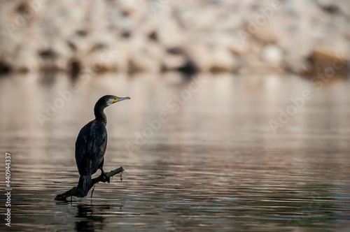 great cormorant (Phalacrocorax carbo) in a branck above a river photo