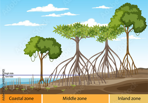 Structure of mangrove forest with three zones diagram