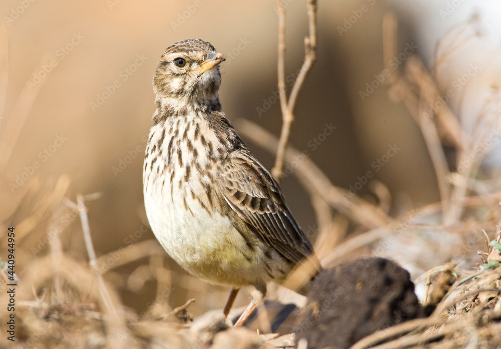 Naklejka premium Grootsnavelleeuwerik, Large-billed Lark, Galerida magnirostris