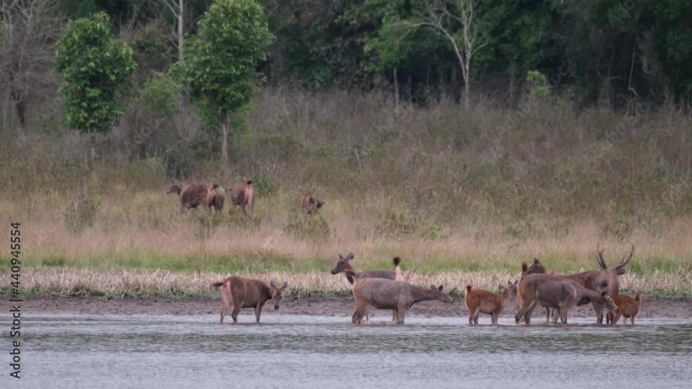 Sambar Deer, Rusa unicolor, Thailand; the females on the grass are moving towards the forest, herd with a stag in the water are also moving to keep the young in the middle for them to be protected. Sambar Deer, Rusa unicolor, Thailand; the females on the grass are moving towards the forest, herd with a stag in the water are also moving to keep the young in the middle for them to be protected.