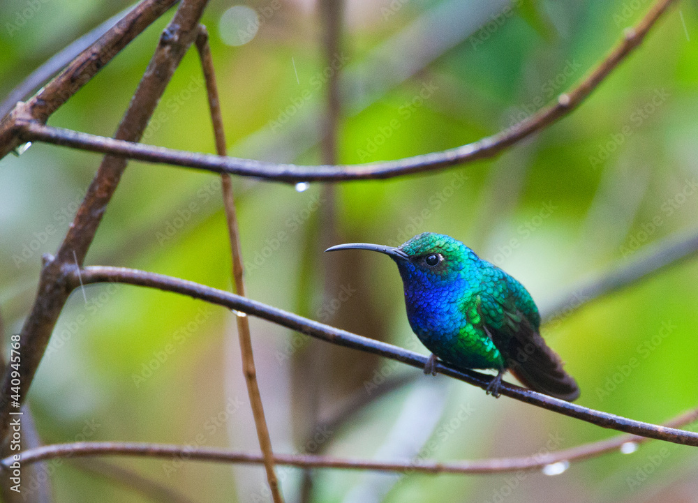 Blauwbuiksabelvleugel, Lazuline Sabrewing, Campylopterus falcatus Blauwbuiksabelvleugel, Lazuline Sabrewing, Campylopterus falcatus