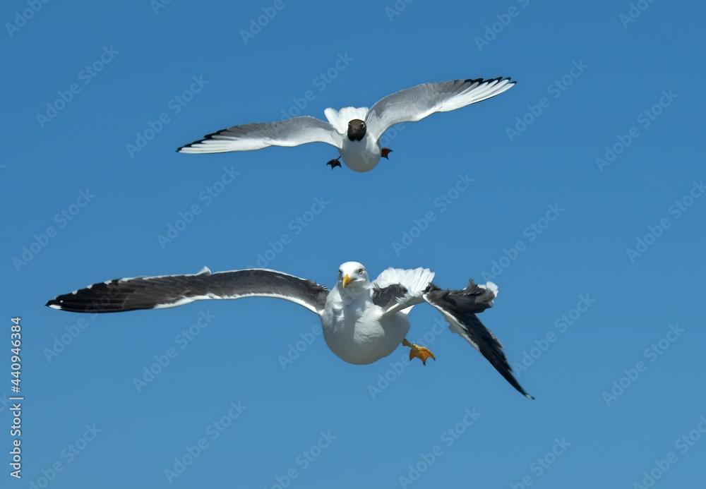 Fototapeta premium Kleine Mantelmeeuw, Lesser Black-backed Gull, Larus fuscus