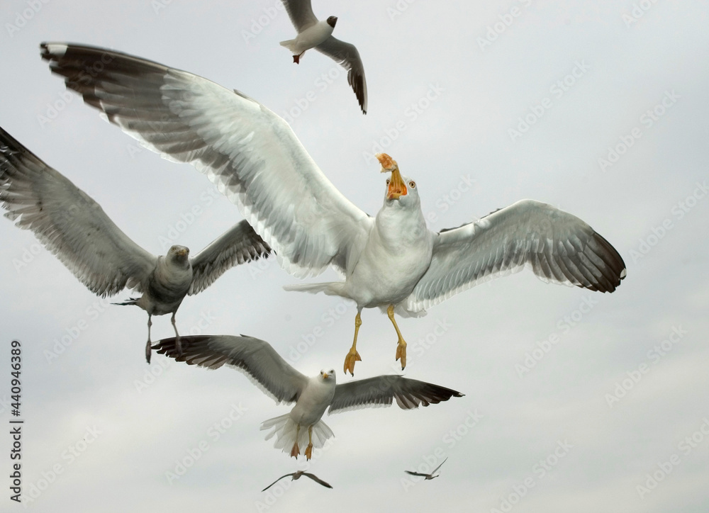 Kleine Mantelmeeuw, Lesser Black-backed Gull, Larus fuscus Kleine Mantelmeeuw, Lesser Black-backed Gull, Larus fuscus