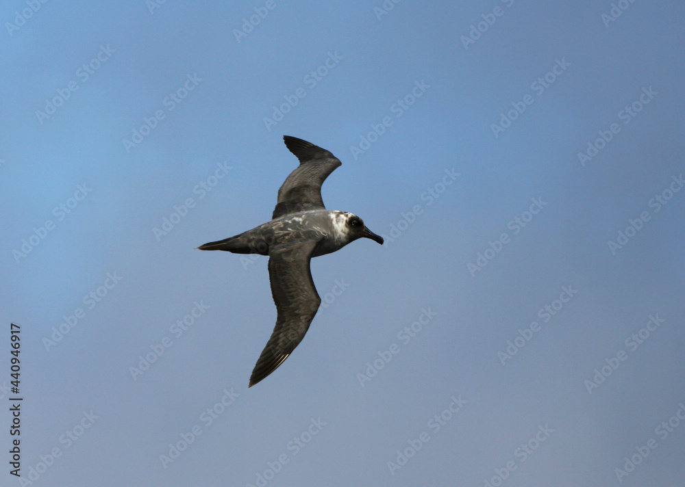 Roetkopalbatros, Light-mantled Sooty Albatross, Phoebetria palpebrata Roetkopalbatros, Light-mantled Sooty Albatross, Phoebetria palpebrata