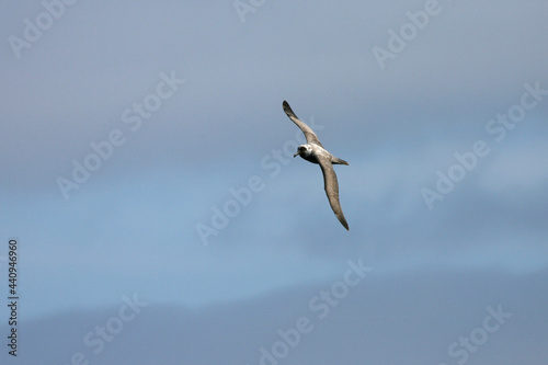 Light-mantled Sooty Albatross, Roetkopalbatros, Phoebetria palpebrata © AGAMI