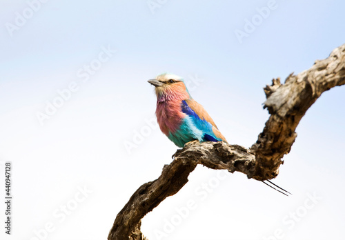 Vorkstaartscharrelaar, Lilac-breasted Roller, Coracias caudatus photo