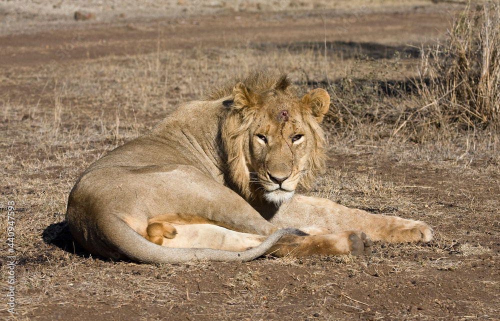Afrikaanse Leeuw, African Lion, Panthera leo foto de Stock Adobe Stock