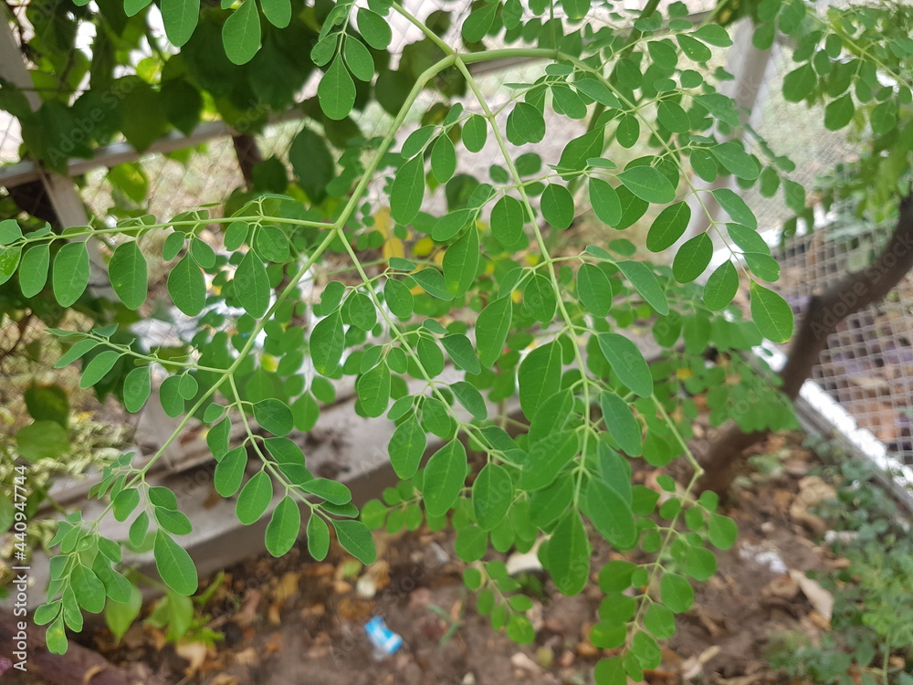 Moringa oleifera is a plant that is often called the drumstick tree