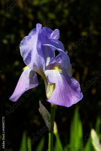 Northern Blue Flag flower growing amongst the grass. Purple iris flower a green background. photo