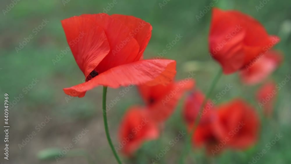 Red poppy flowers swaying in the wind at summer meadow, summer poppy field, poppy flower close-up Red poppy flowers swaying in the wind at summer meadow, summer poppy field, poppy flower close-up