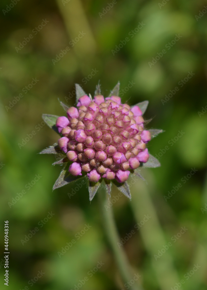 Flower Knautia arvensis Flower Knautia arvensis