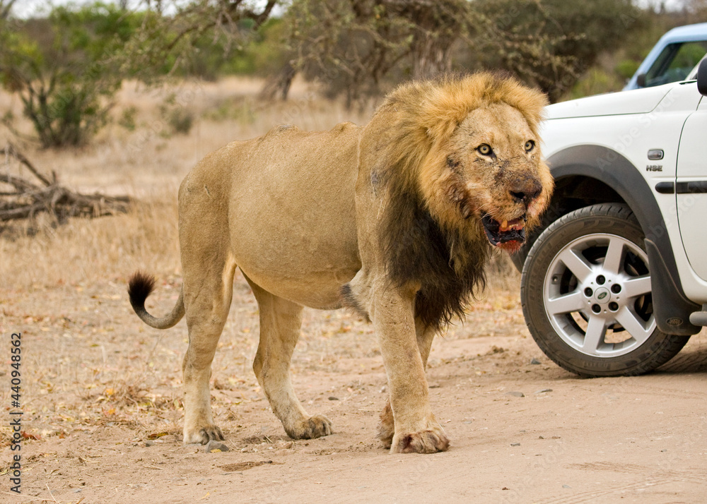 Afrikaanse Leeuw, African Lion, Panthera leo Stock Photo Adobe Stock