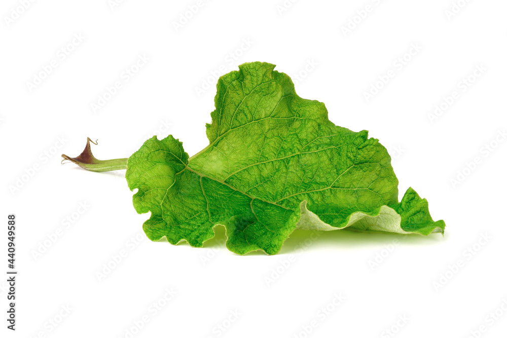 green burdock leaf isolated on white . burdock - medicinal plant green burdock leaf isolated on white . burdock - medicinal plant