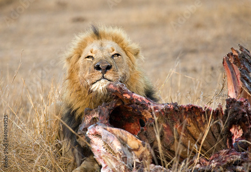 Afrikaanse Leeuw, African Lion, Panthera leo photo