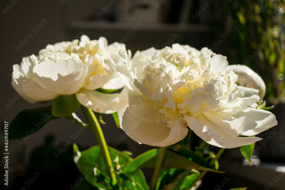 Bouquet of beautiful peony. Copy space. International Women's Day celebration. White wall background. Scandinavian interior. Bouquet of beautiful peony. Copy space. International Women's Day celebration. White wall background. Scandinavian interior.