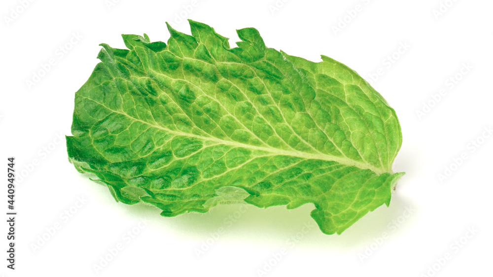 fresh mint leaves isolated on white. mint - a medicinal plant fresh mint leaves isolated on white. mint - a medicinal plant