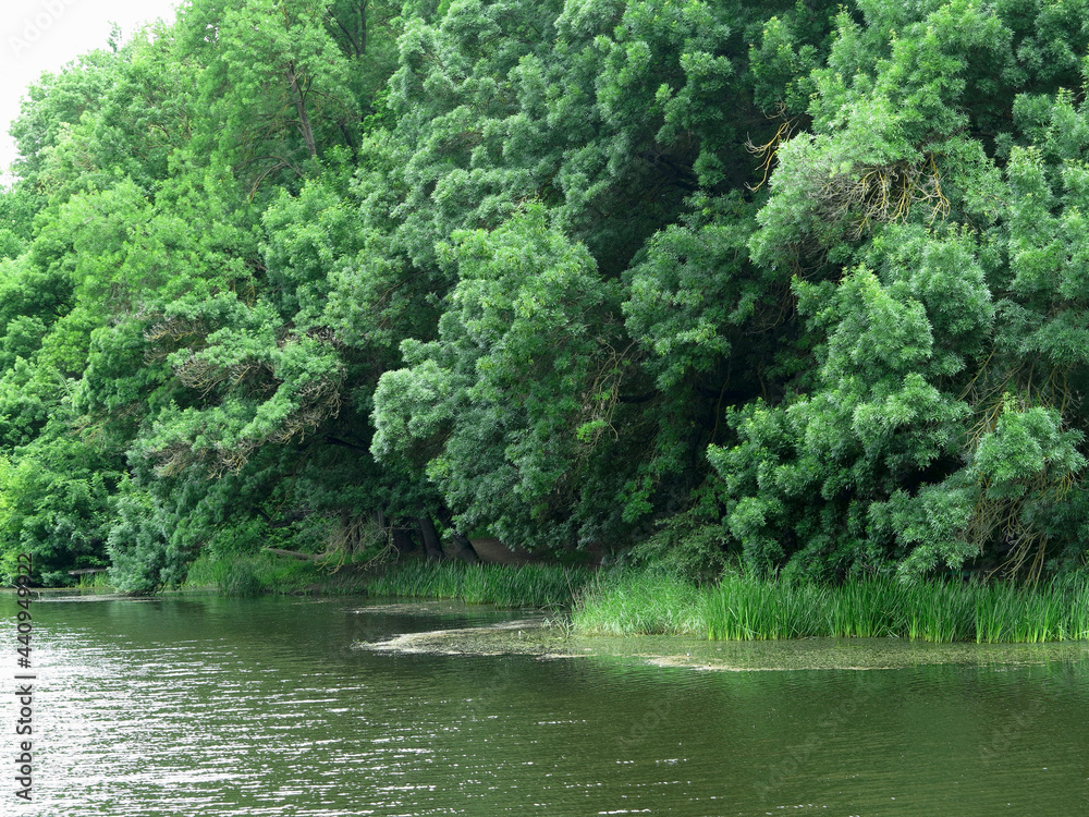 Beautiful fresh green forest tree branches over lake calm water surface Beautiful fresh green forest tree branches over lake calm water surface