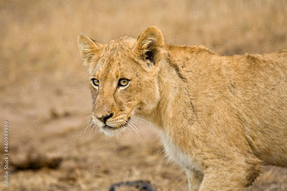 Afrikaanse Leeuw, African Lion, Panthera leo Afrikaanse Leeuw, African Lion, Panthera leo