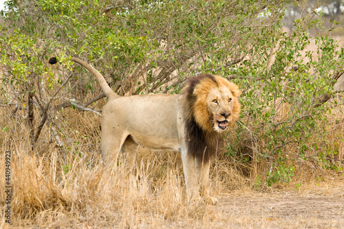 Afrikaanse Leeuw, African Lion, Panthera leo photo