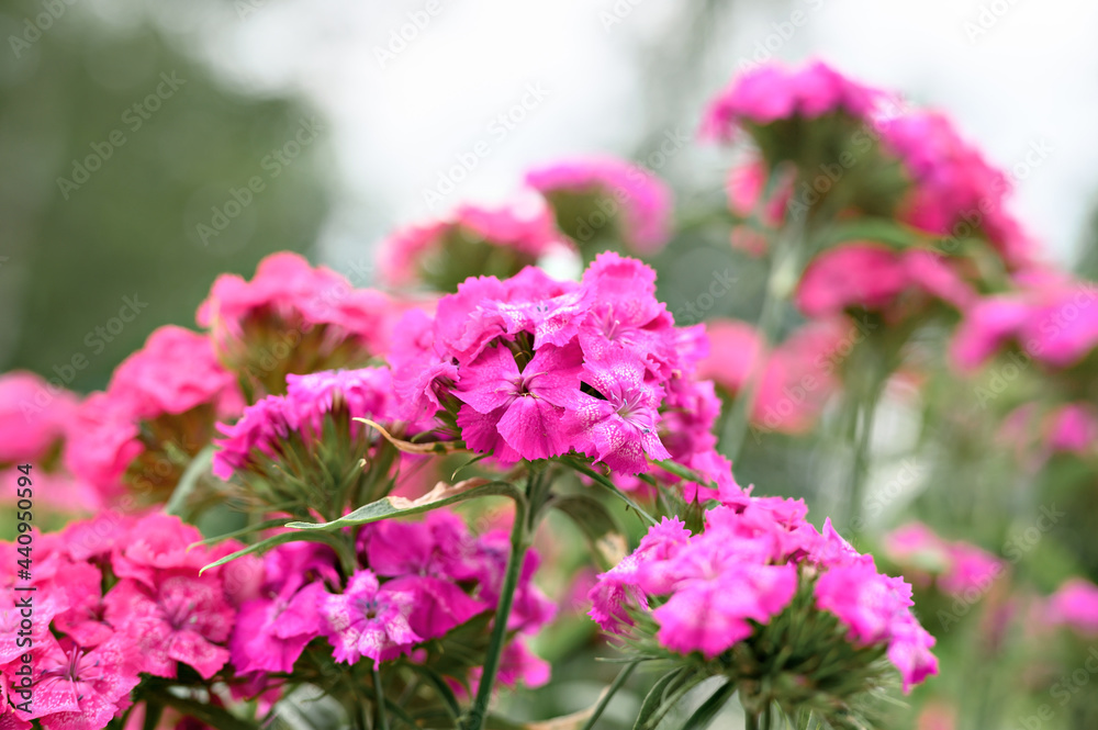 pink turkish carnation bush flower in full bloom on a background of blurred green leaves, grass and sky in the floral garden on a summer day
