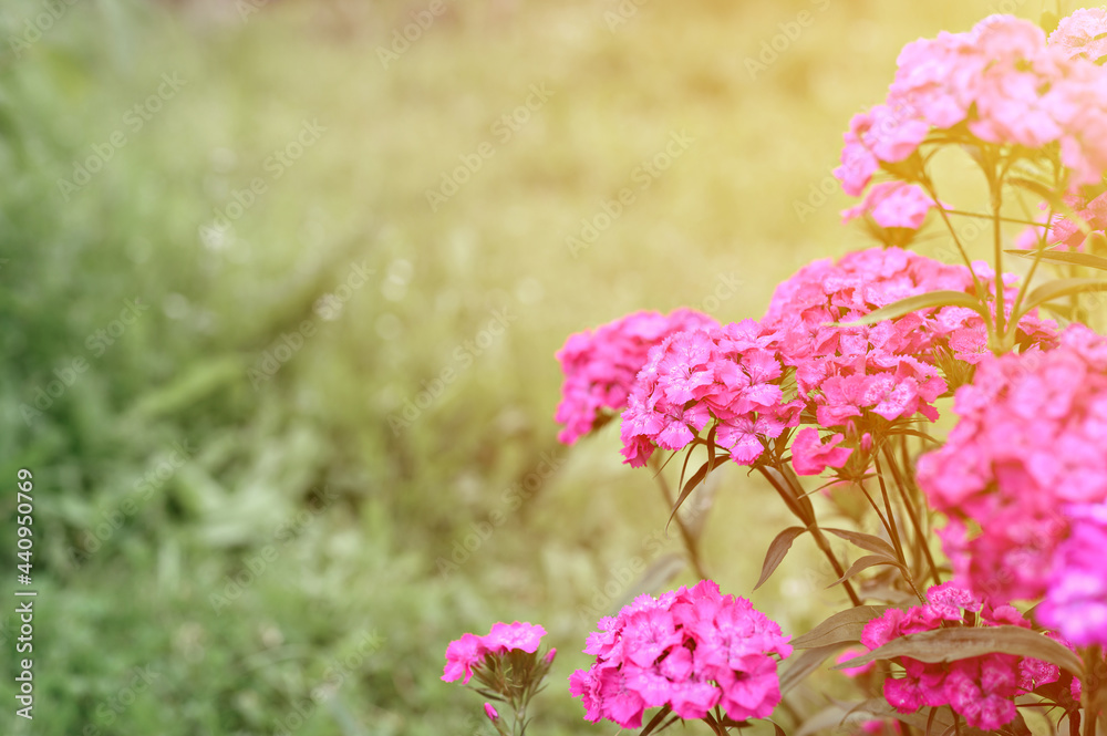 pink turkish carnation bush flower in full bloom on a background of blurred green leaves and grass in the floral garden on a summer day. space for text. flare pink turkish carnation bush flower in full bloom on a background of blurred green leaves and grass in the floral garden on a summer day. space for text. flare