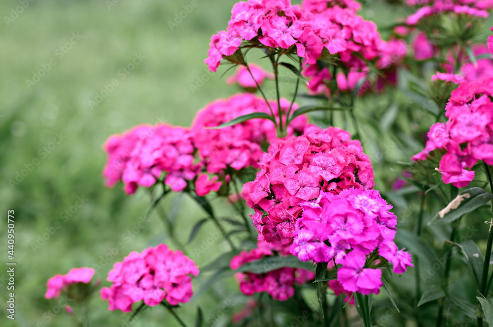 pink turkish carnation bush flower in full bloom on a background of blurred green leaves and grass in the floral garden on a summer day