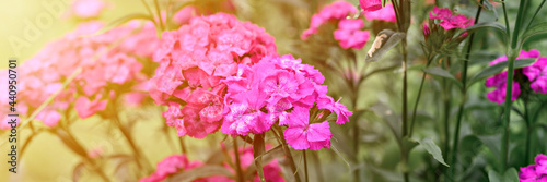 pink turkish carnation bush flower in full bloom on a background of blurred green leaves and grass in the floral garden on a summer day. banner. flare