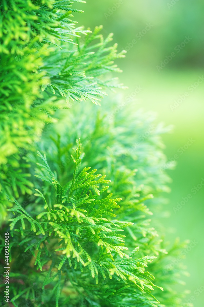 Natural green background. Thuja branches