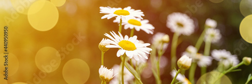 chamomile or daisy white flower bush in full bloom on a background of green leaves and grass on the field on a summer day. banner. flare, bokeh