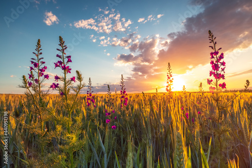 Photography Sunset over fresh wheat field and wild flowers