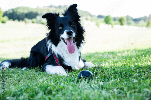 Portrait of a border collie puppy lying in the park with a ball next to it