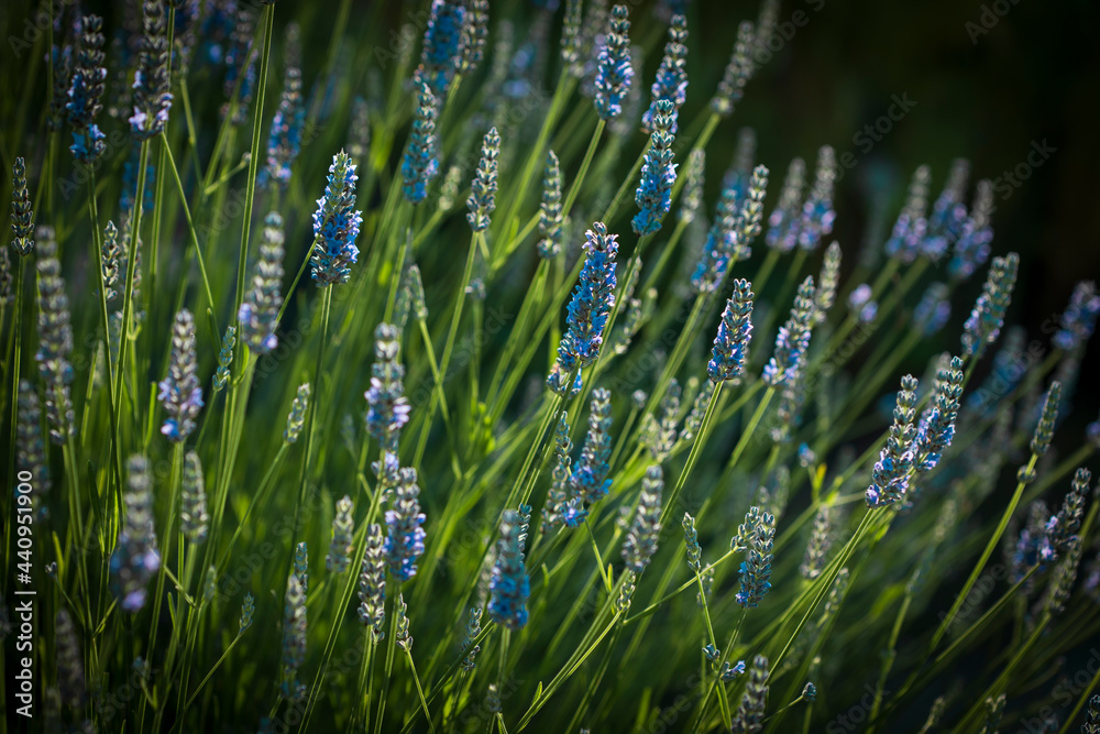 Fototapeta premium Campo con flores de lavanda de cerca