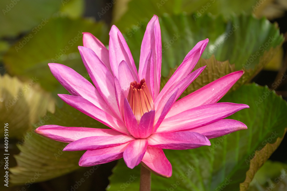 Pink water-lily close up