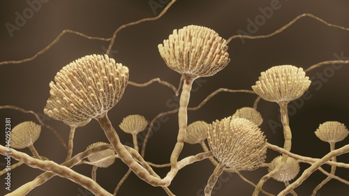 Mold fungi, Aspergillus accuarte 3d illustration photo