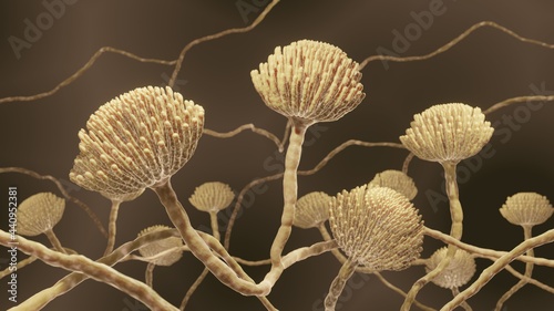 Fototapeta Naklejka Na Ścianę i Meble -  Mold fungi, Aspergillus accuarte 3d illustration