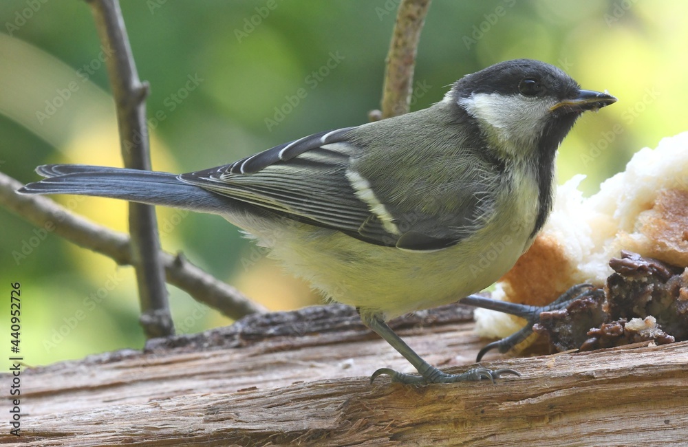 Obraz premium spotted woodpecker