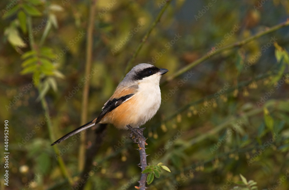 Langstaartklauwier, Long-tailed Shrike, Lanius schach Langstaartklauwier, Long-tailed Shrike, Lanius schach