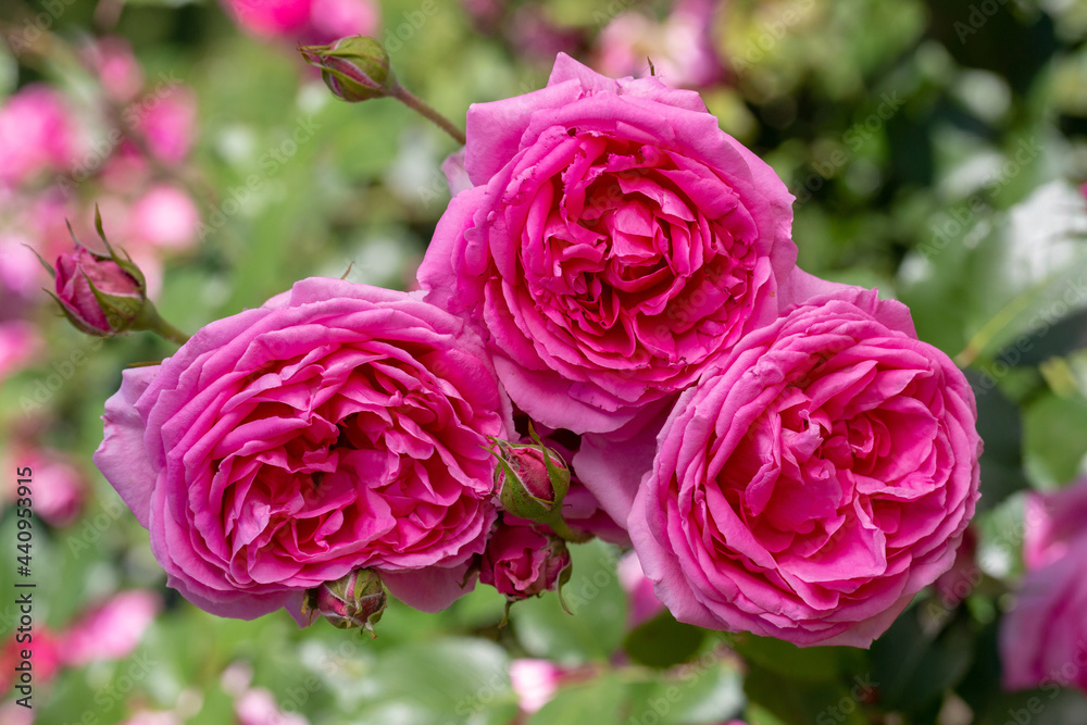 Rosa climber Jitřenka
