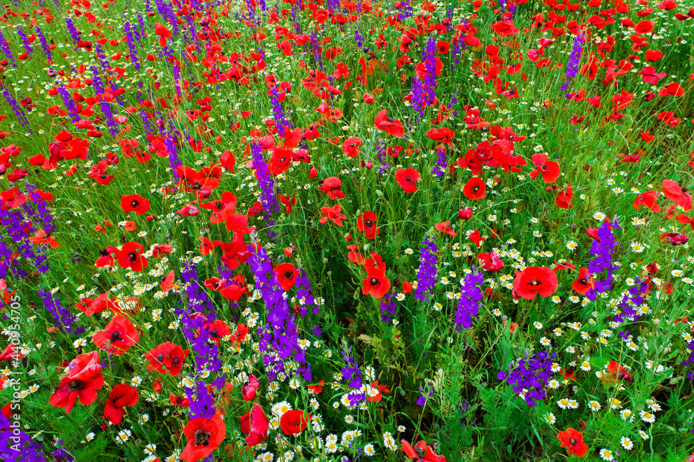 Field of bright red poppy flowers in summer