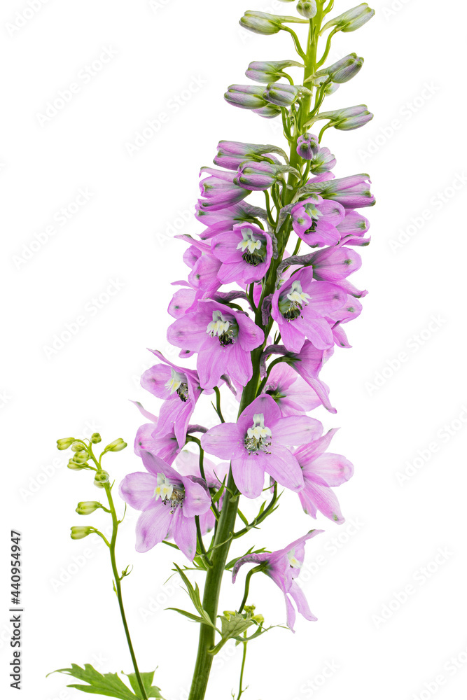 Obraz premium Inflorescence of pink delphinium flowers, lat. Larkspur, isolated on white background