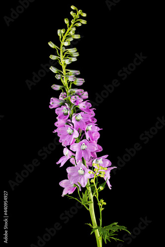 Inflorescence of pink delphinium flowers  lat. Larkspur  isolated on black background