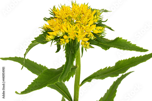 Inflorescence of yellow rhodiola rosea flowers, isolated on white background