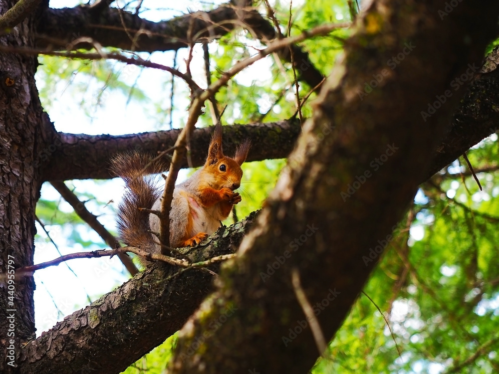 Red grey squirrel nibbles on walnut sitting on tree branch Red grey squirrel nibbles on walnut sitting on tree branch