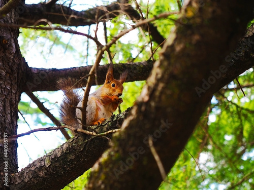 Red grey squirrel nibbles on walnut sitting on tree branch