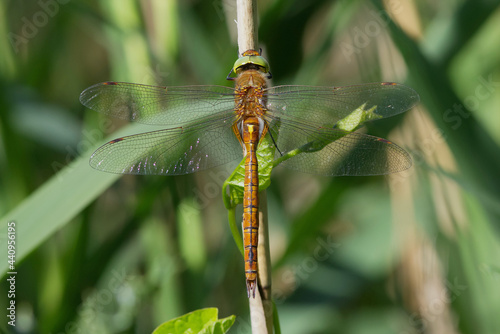 A Norfolk Hawker also known as a Green-eyed Hawker, Aeshna isosceles, resting in the sun on a reed stem.
